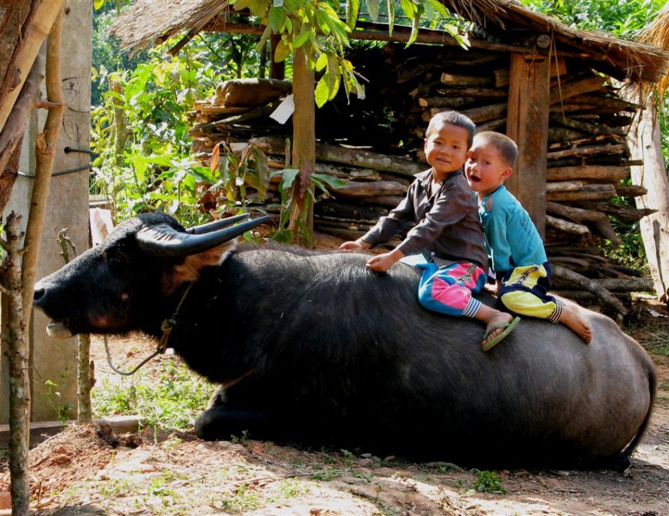 Kids ride a water buffalo 