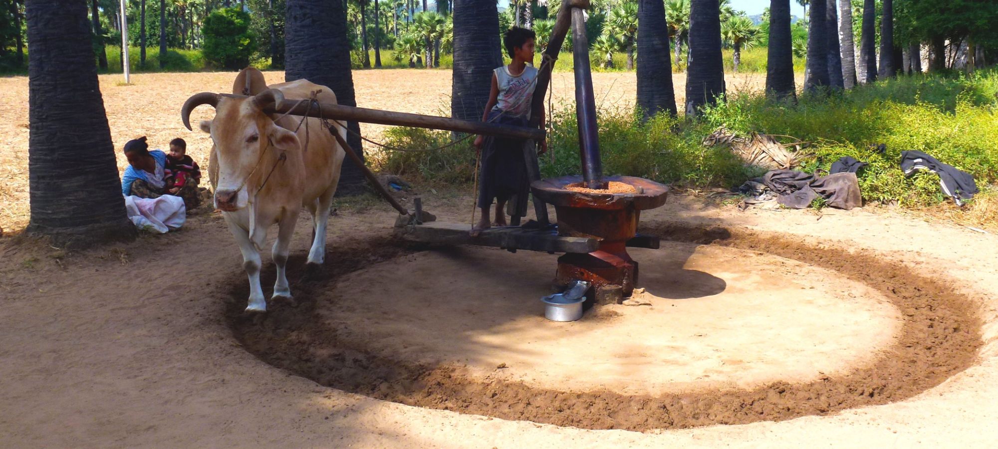 Traditional farming methods, help grind corn and rice